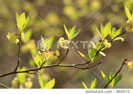 黑鰭金槍魚的新芽 860672