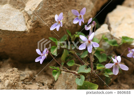 Tachibukkosumire blooming on a rocky place 860688