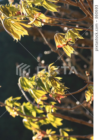 Tinon的萌芽 860693