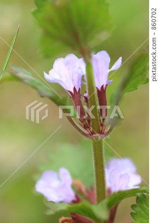Oyster flower flowers 860702