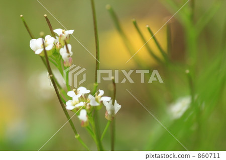 彎曲碎米薺 860711