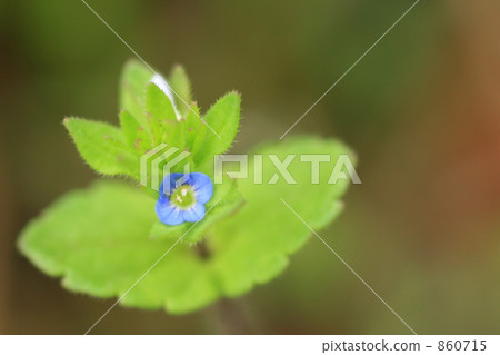 Tatiannnoffloth花 Tatiannnoffloth花 860715