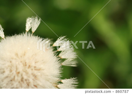 Dandelion fluff that gets wet in morning dew 860787