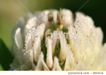 早晨露水弄濕的白布 早晨露水弄濕的白布 860816