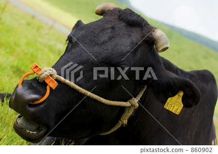 Aso black cattle 860902
