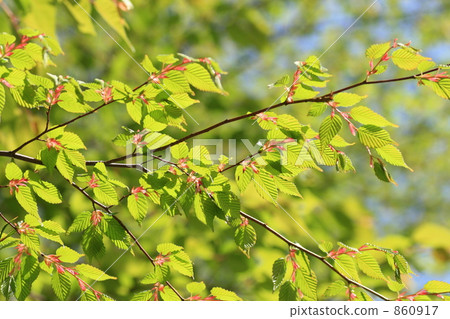 carpinus, loose-flowered hornbeam, tender green 860917