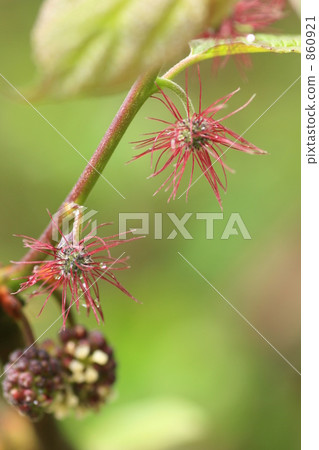 Bamboo flower 860921