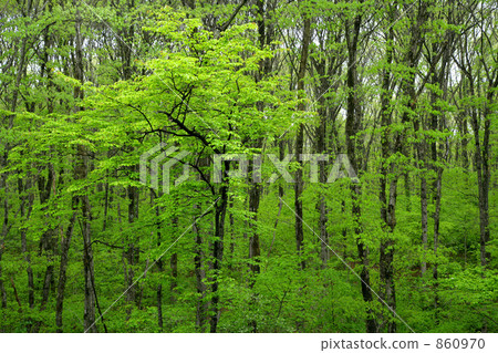 Fresh green forest Fresh green forest 860970