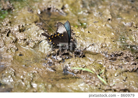 Crow bean jelly while absorbing water Crow bean jelly while absorbing water 860979
