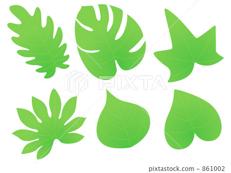 蓬萊蕉 常春藤 日本八角金盤 861002