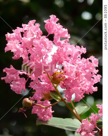 縐紗花 縐紗花 861095