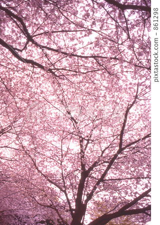 吉野櫻花樹 櫻花 櫻 861298