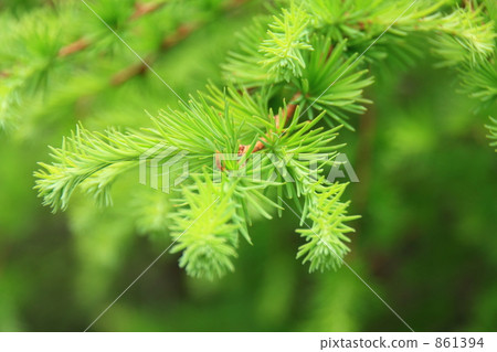 Midori's thrush 861394