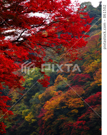 嵐山公​​園 分支 樹枝 861502