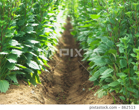 vegetable field, field, minuma rice fields 862513
