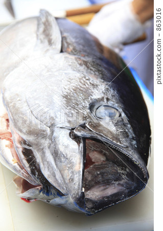 Tuna 863016