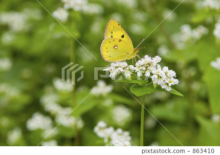 蕎麥花和monchigo 蕎麥花和monchigo 863410