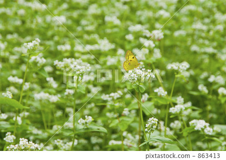 蕎麥花和monchigo 蕎麥花和monchigo 863413