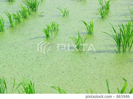 A greenery paddy field A greenery paddy field 863986