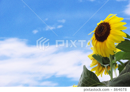Do not defeat the wind 864078