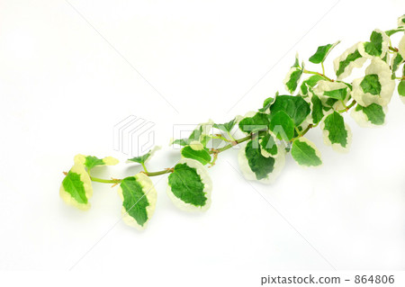 Ficus Pumila Ficus Pumila 864806