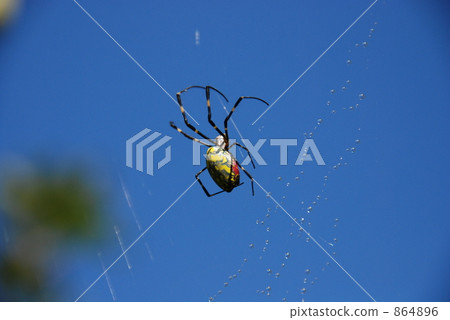 Buddha's spider with blue sky back Buddha's spider with blue sky back 864896