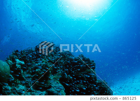 arrow cardinal, in the sea, undersea 865125