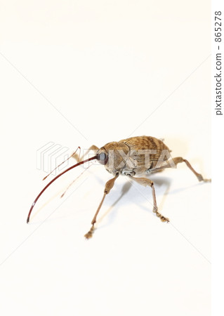 Crick's weevil Crick's weevil 865278