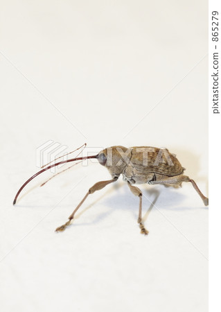 Crick's weevil Crick's weevil 865279