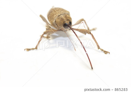 Crick's weevil 865283