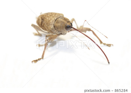 Crick's weevil 865284