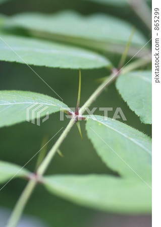 塔蘭翁離開了 865299