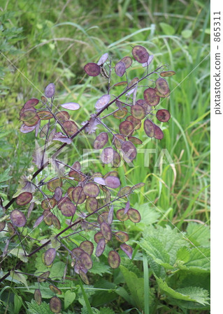 Lunaria Lunaria 865311
