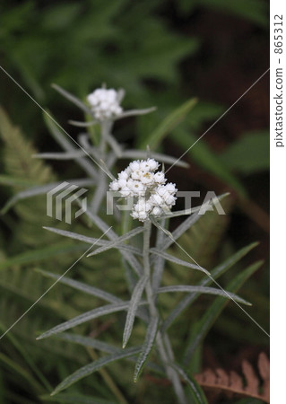 Yamaha Hako Yamaha Hako 865312