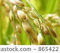Rice field 865422