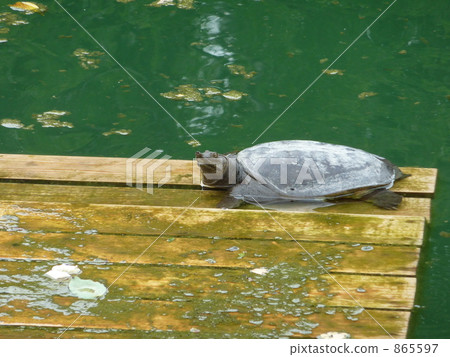 soft-shell turtle, soft-shelled turtle, shitenno-ji temple 865597