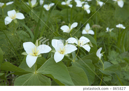 Ooba nano enlivis 865827