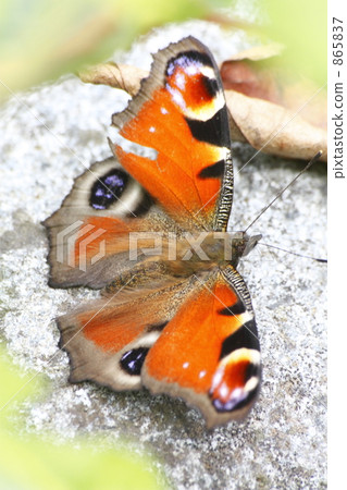 Peacock butterfly 865837