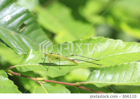 Asegrot Rumous 866110