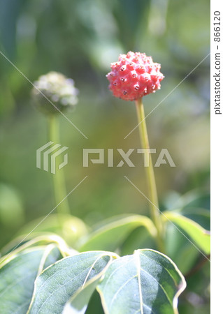 Yamabashi開始成熟 Yamabashi開始成熟 866120