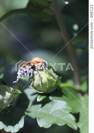 熊蜂 蓬鬆的頭髮 蜜蜂 866123