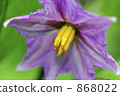 茄子花 868022