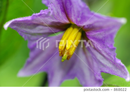 茄子花 茄子花 868022