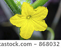 黃瓜花 868032