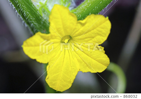 黃瓜花 黃瓜花 868032