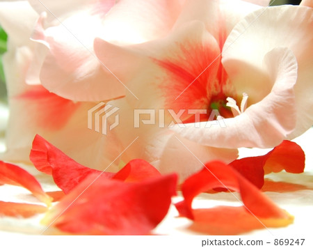 Rose and pink flowers 869247
