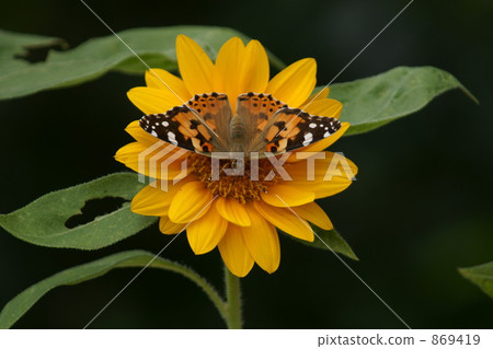 大紅蛺蝶 紅蛺蝶 蝴蝶 869419