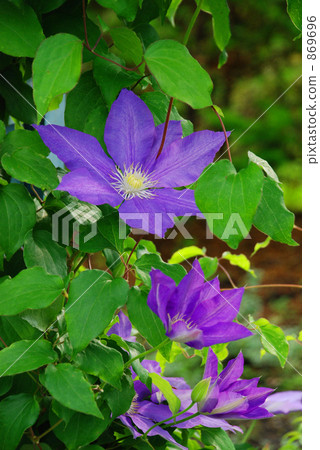 Clematis 2 Clematis 2 869696