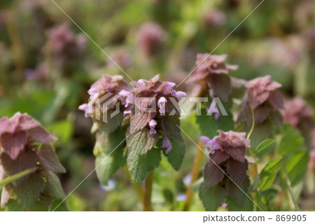 Princess dancing childbird 869905