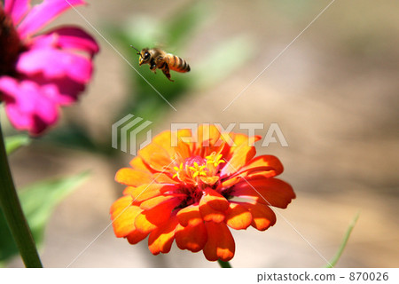 bee, hive bee, honeybee 870026